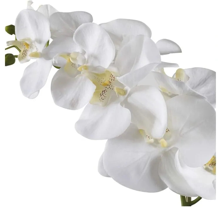 Orchid