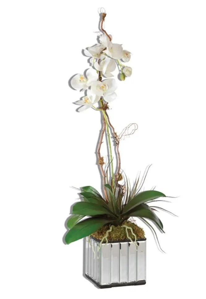 Orchids in mirrored glass