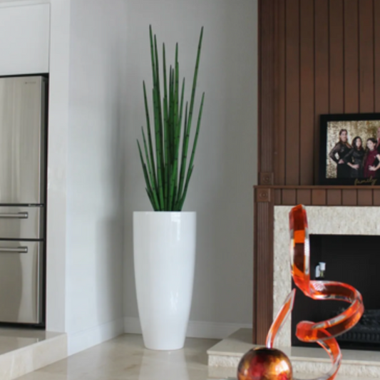 Glossy White Planter with Snake Grass