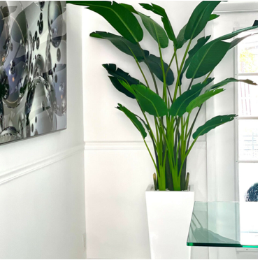Bird of Paradise with Beau Planter