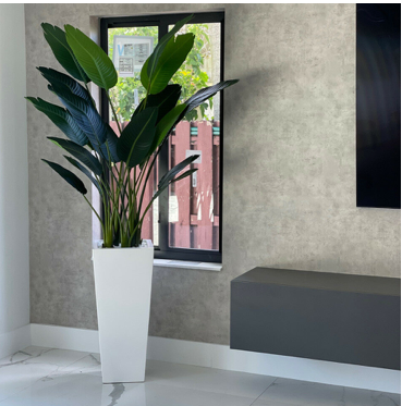 Bird of Paradise with Beau Planter