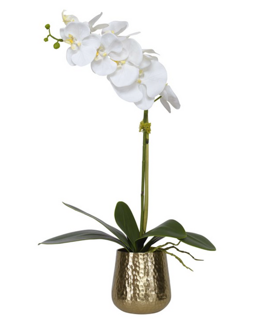 White Orchid, Brass Base