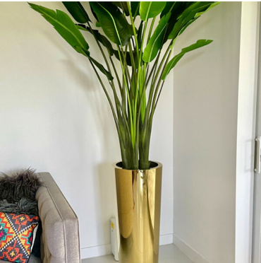 Gold Cone Planter with Bird of Paradise