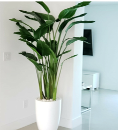 Bird of Paradise with Ben Planter in Glossy White