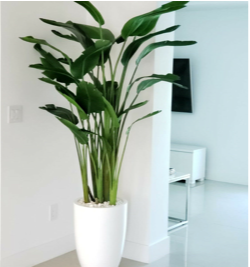 Bird of Paradise with Ben Planter in Glossy White